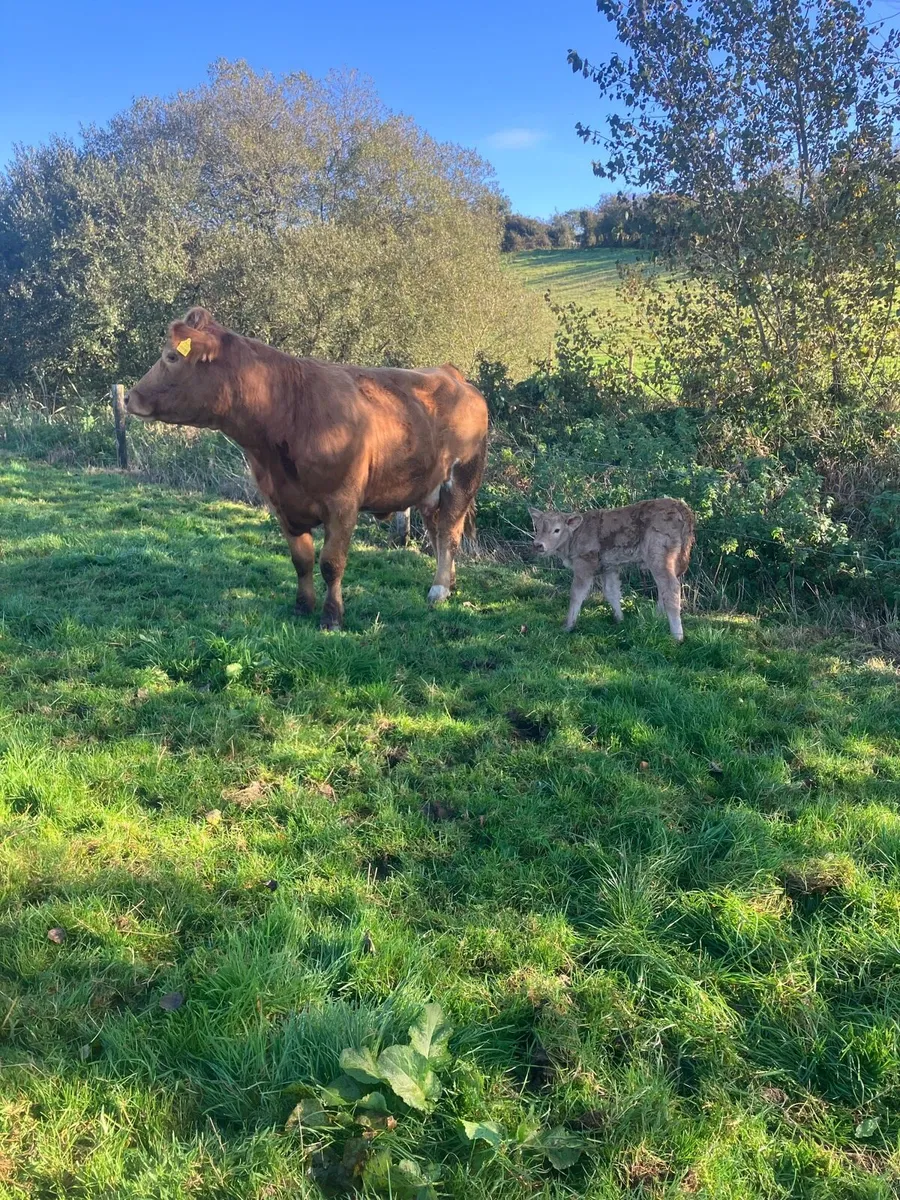 Incalf Heifers for sale - Image 2