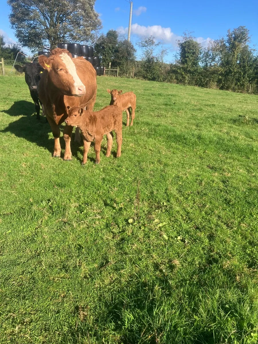 Incalf Heifers for sale - Image 3
