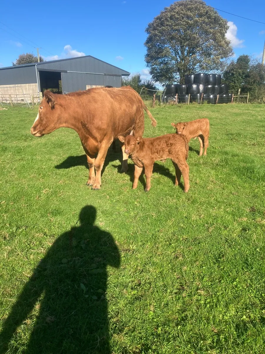 Incalf Heifers for sale - Image 4