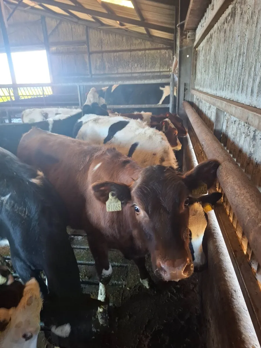 10 friesian heifer  weanlings - Image 4