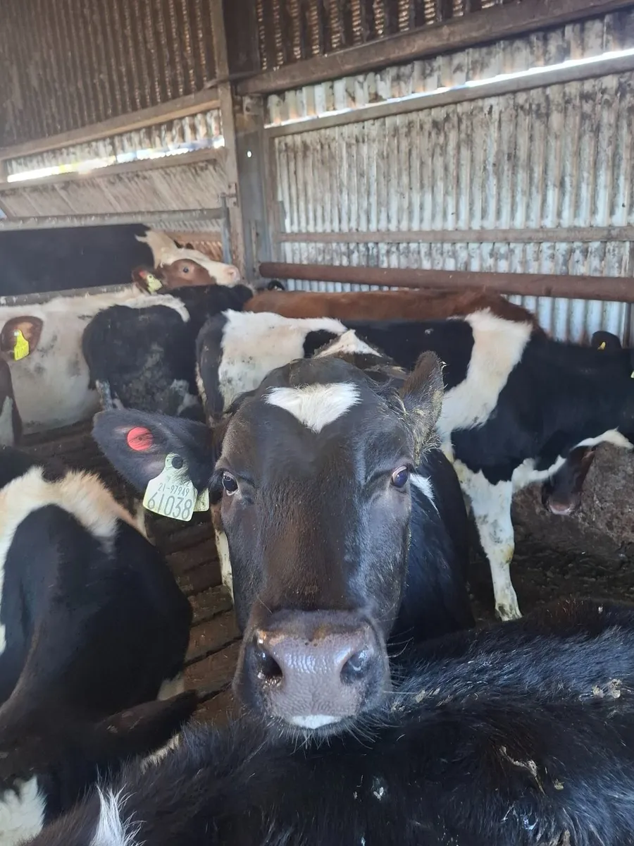 10 friesian heifer  weanlings - Image 2
