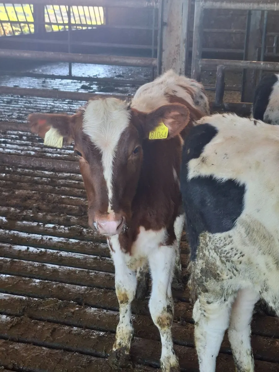 10 friesian heifer  weanlings - Image 1