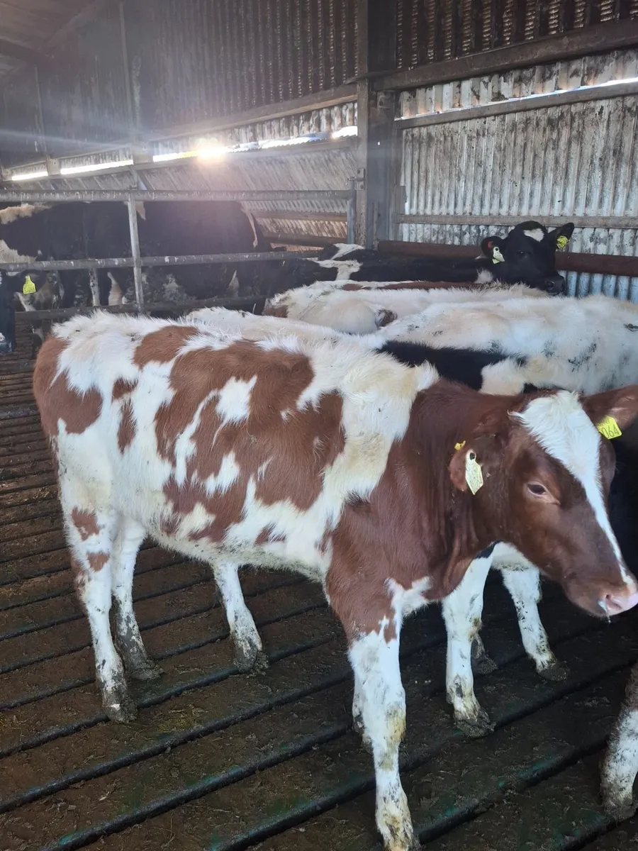 10 friesian heifer  weanlings - Image 3