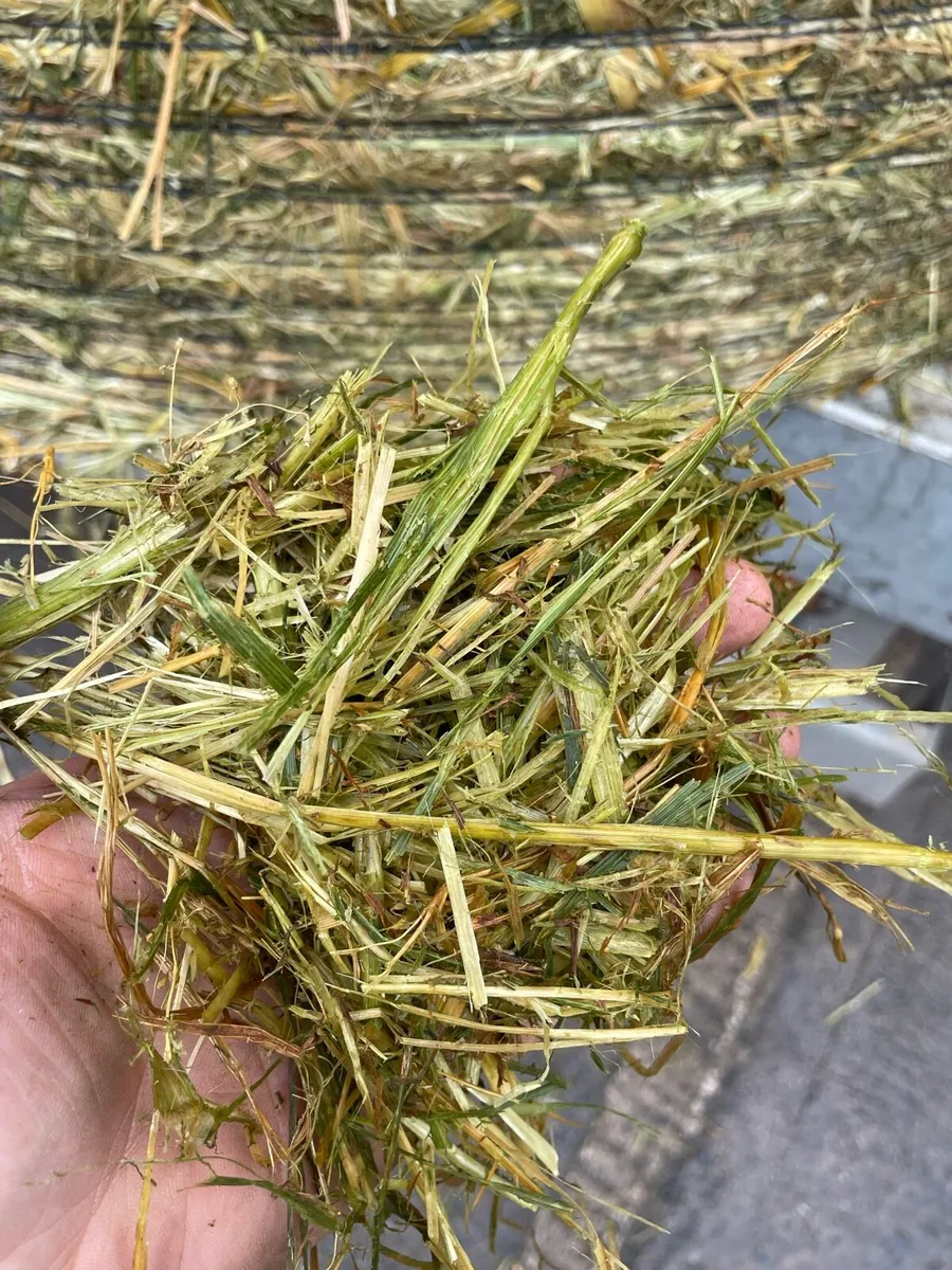 Oat straw wholecrop - Image 2
