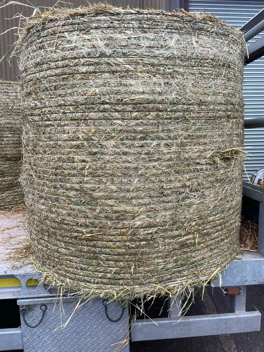 Oat straw wholecrop - Image 3