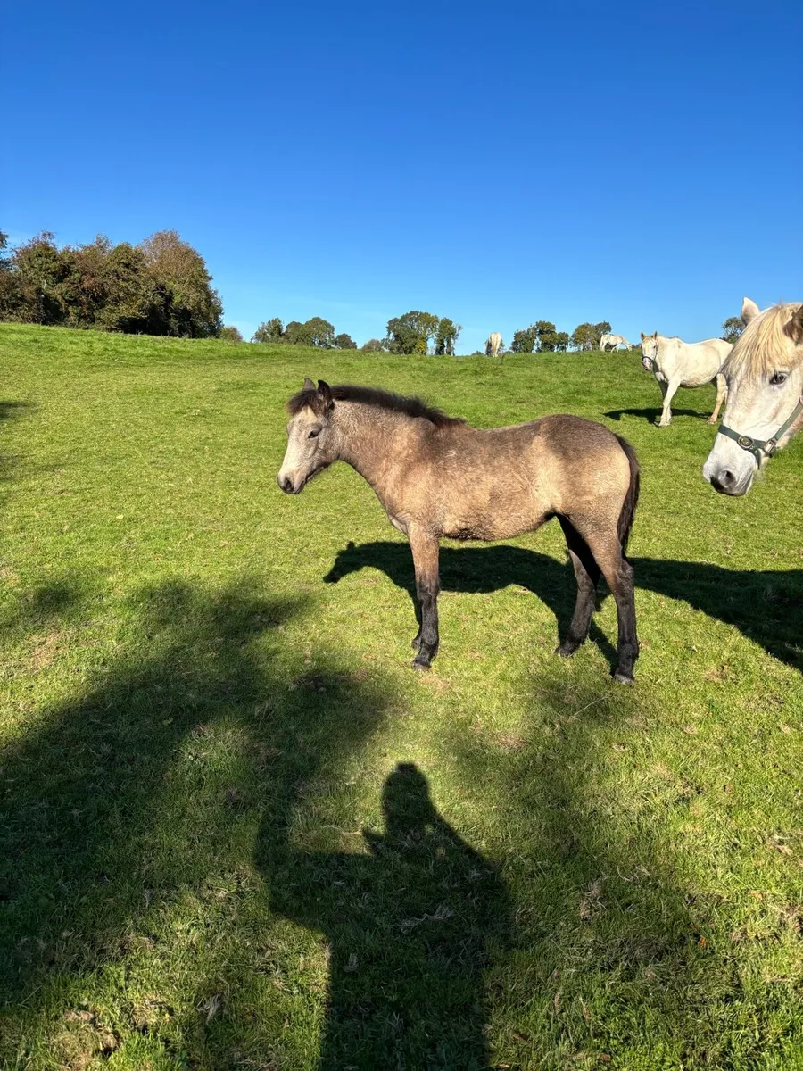 Connemara filly foal - Image 1