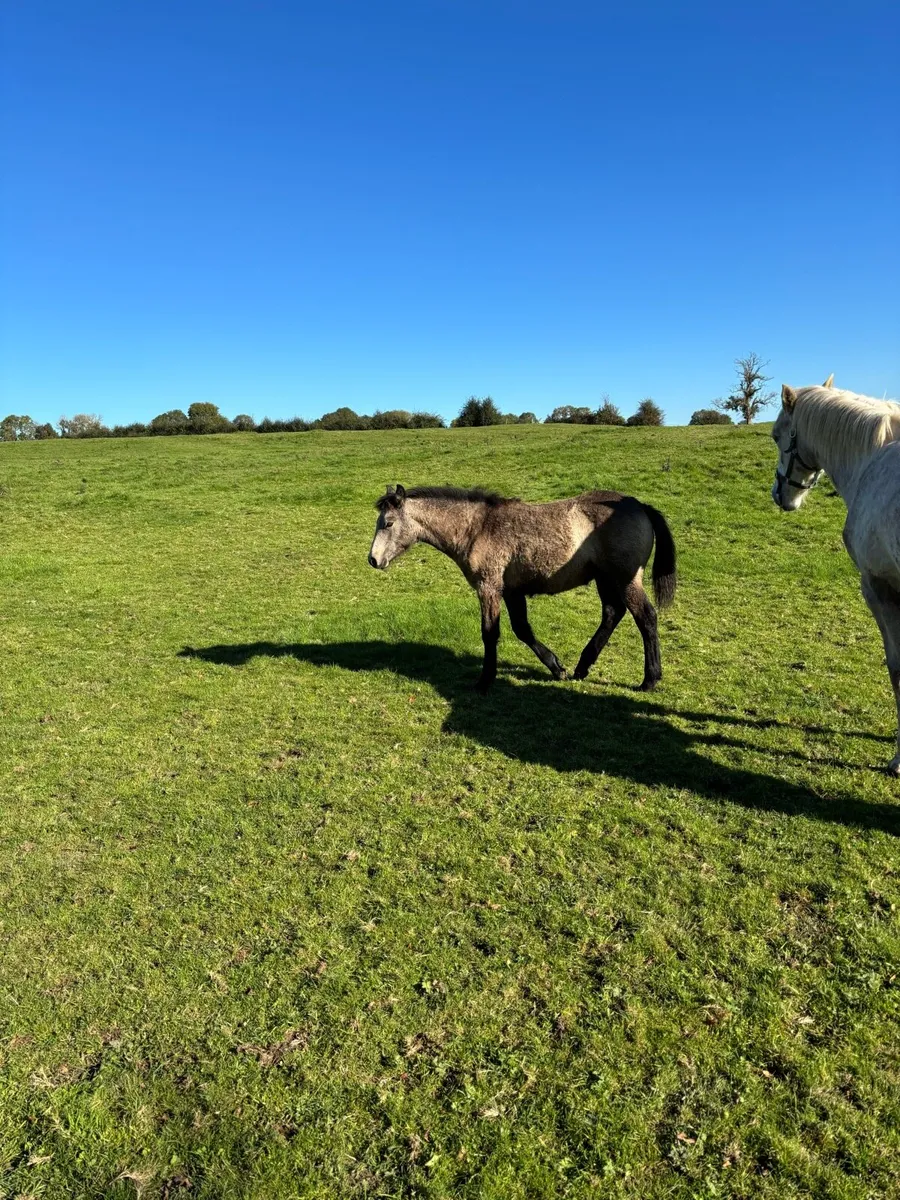 Connemara filly foal - Image 3