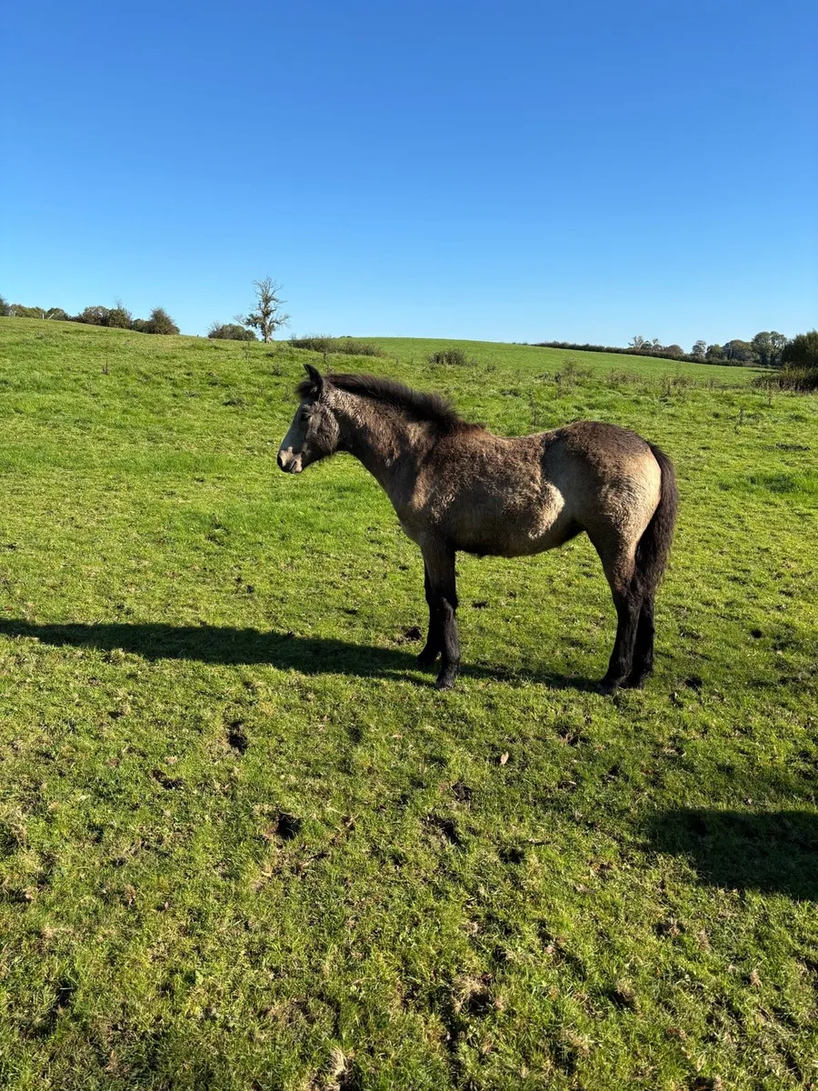 Connemara filly foal - Image 4