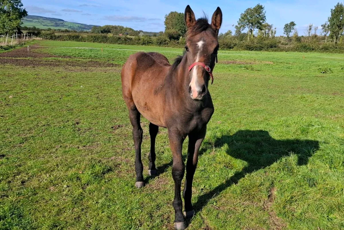 Filly foal - Image 2