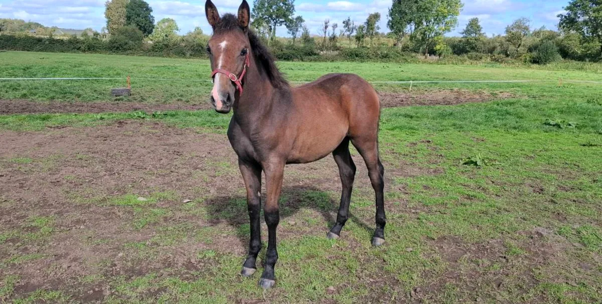 Filly foal - Image 1
