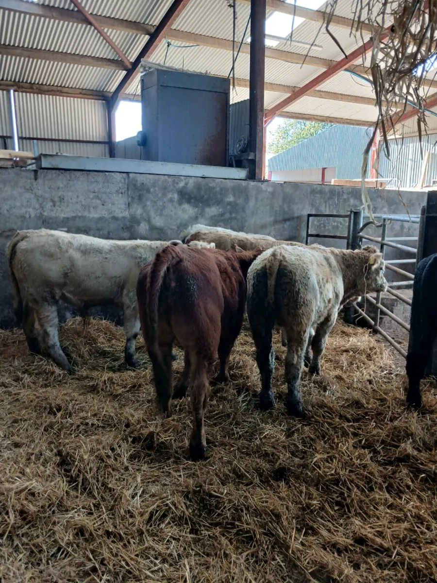 6 super bull weanings - Image 2
