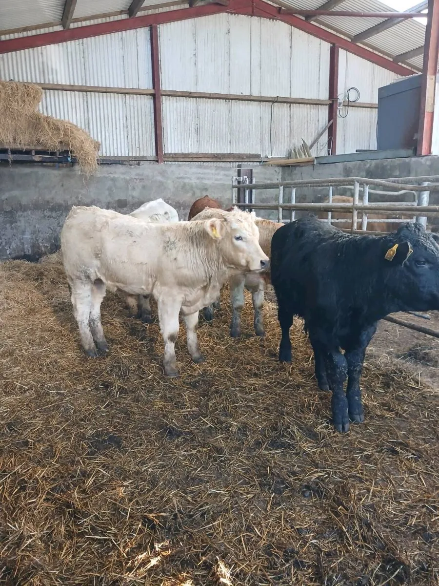 6 super bull weanings - Image 3