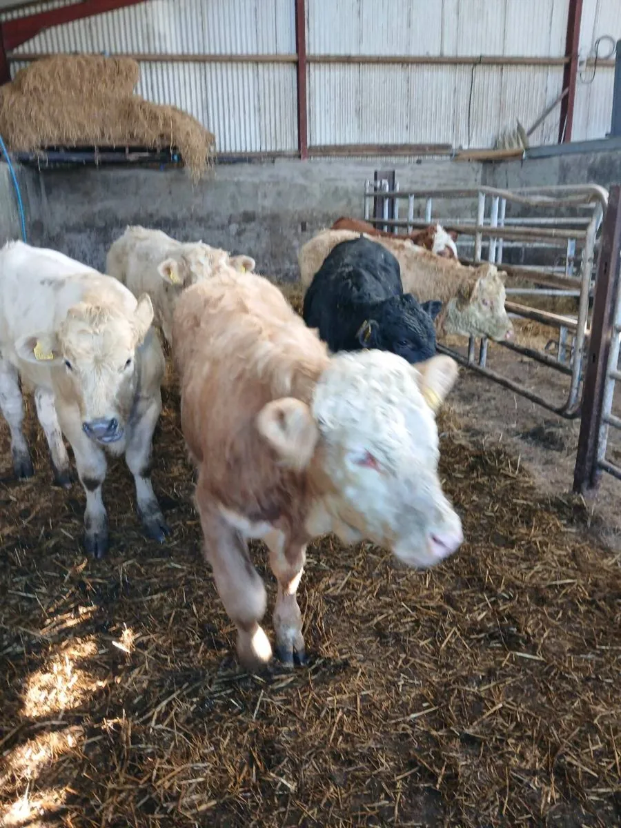 6 super bull weanings - Image 4