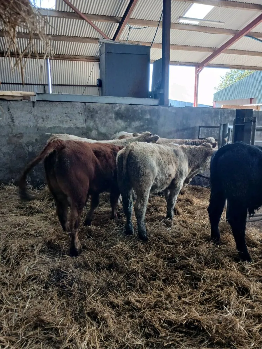 6 super bull weanings - Image 1