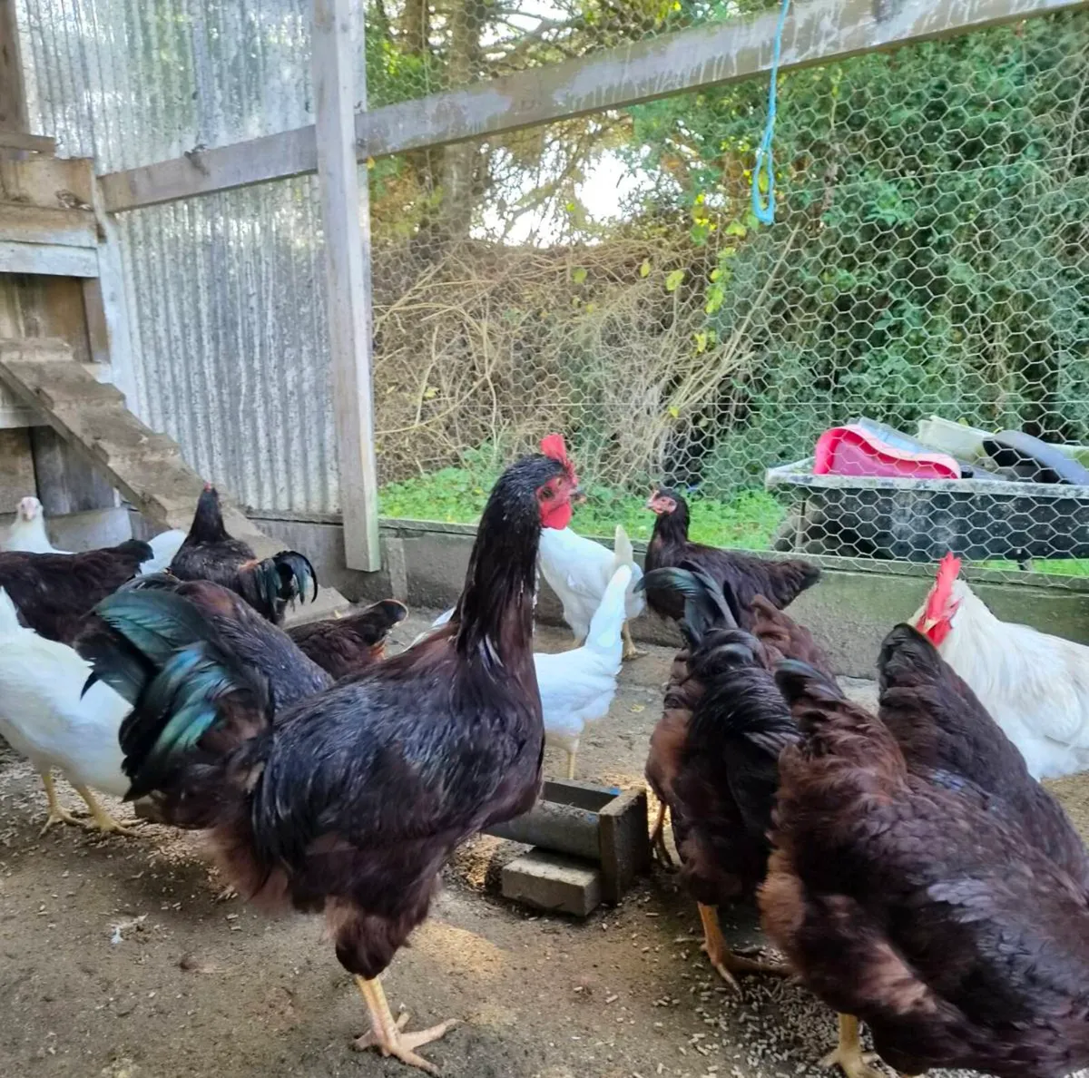 Heritage Rhode island red roosters - Image 1