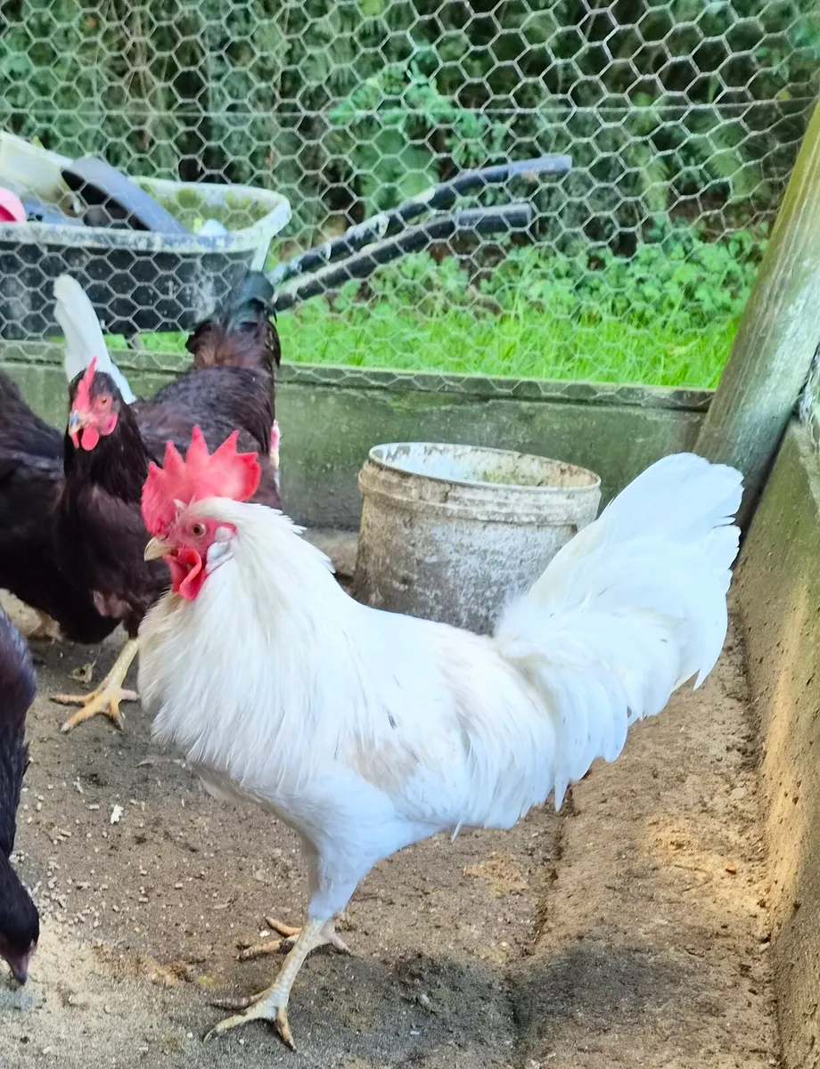 Heritage Rhode island red roosters - Image 2