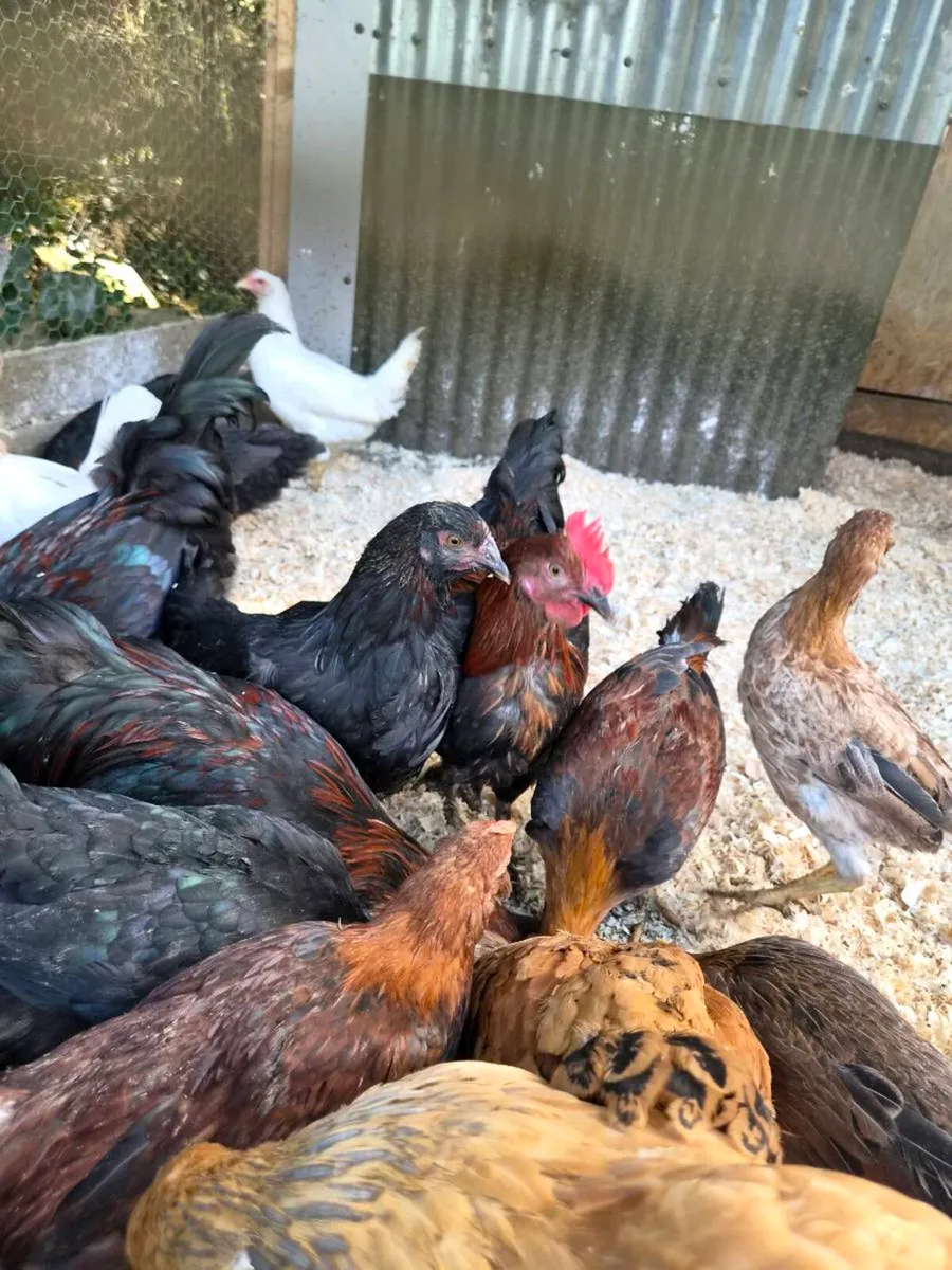 Heritage Rhode island red roosters - Image 3