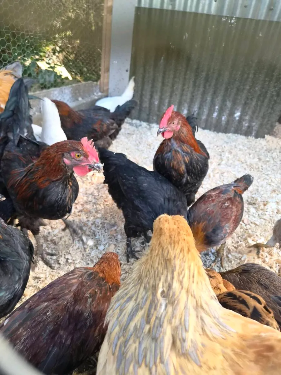 Heritage Rhode island red roosters - Image 4