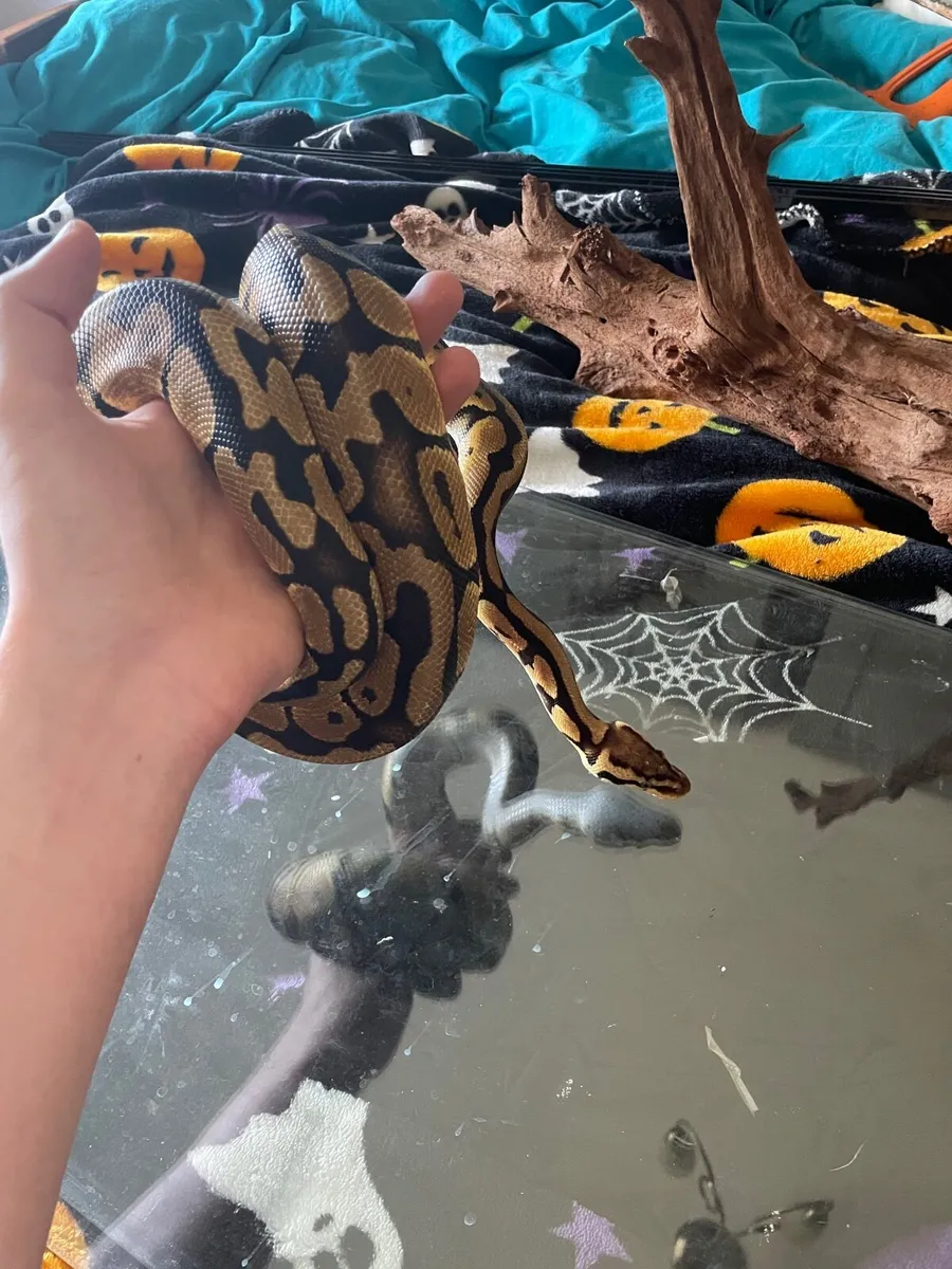 Royal Python - Image 1