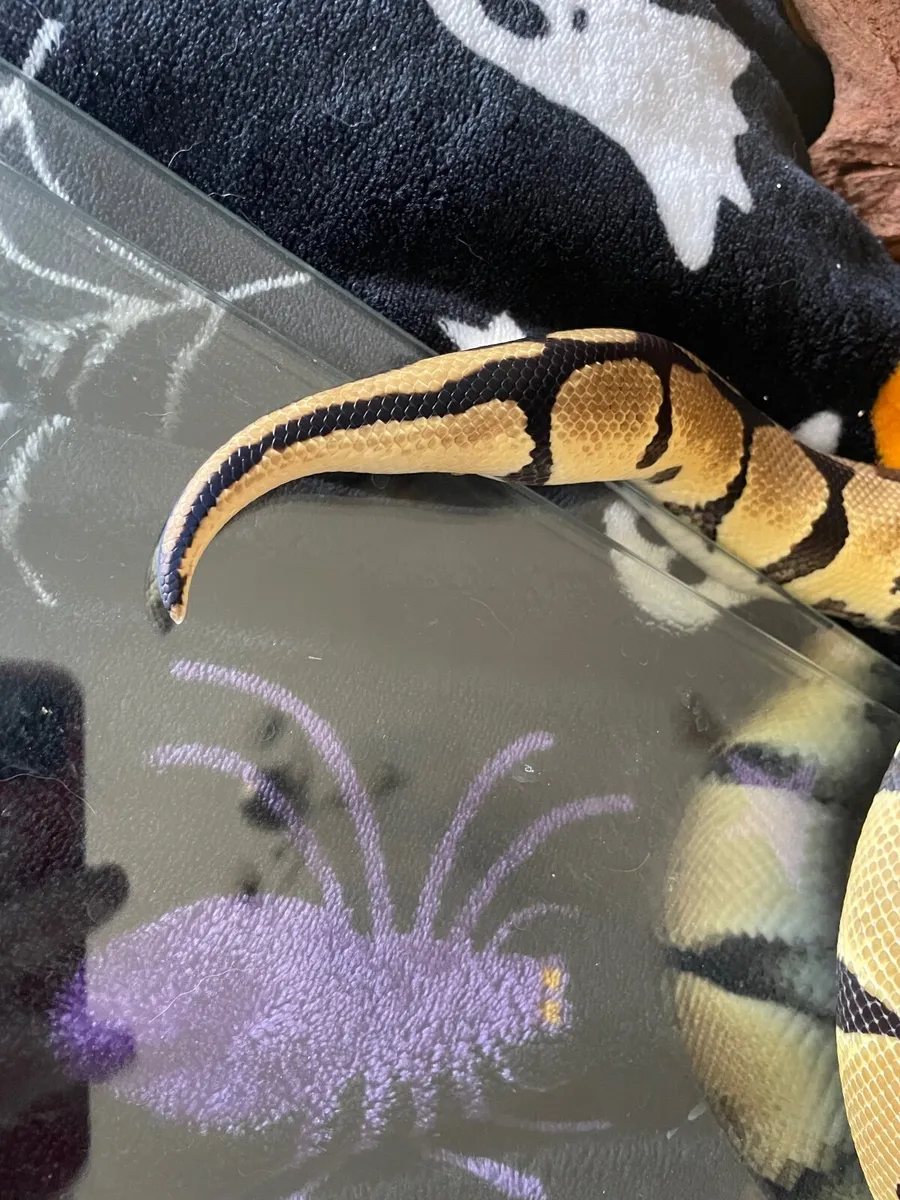 Royal Python - Image 3