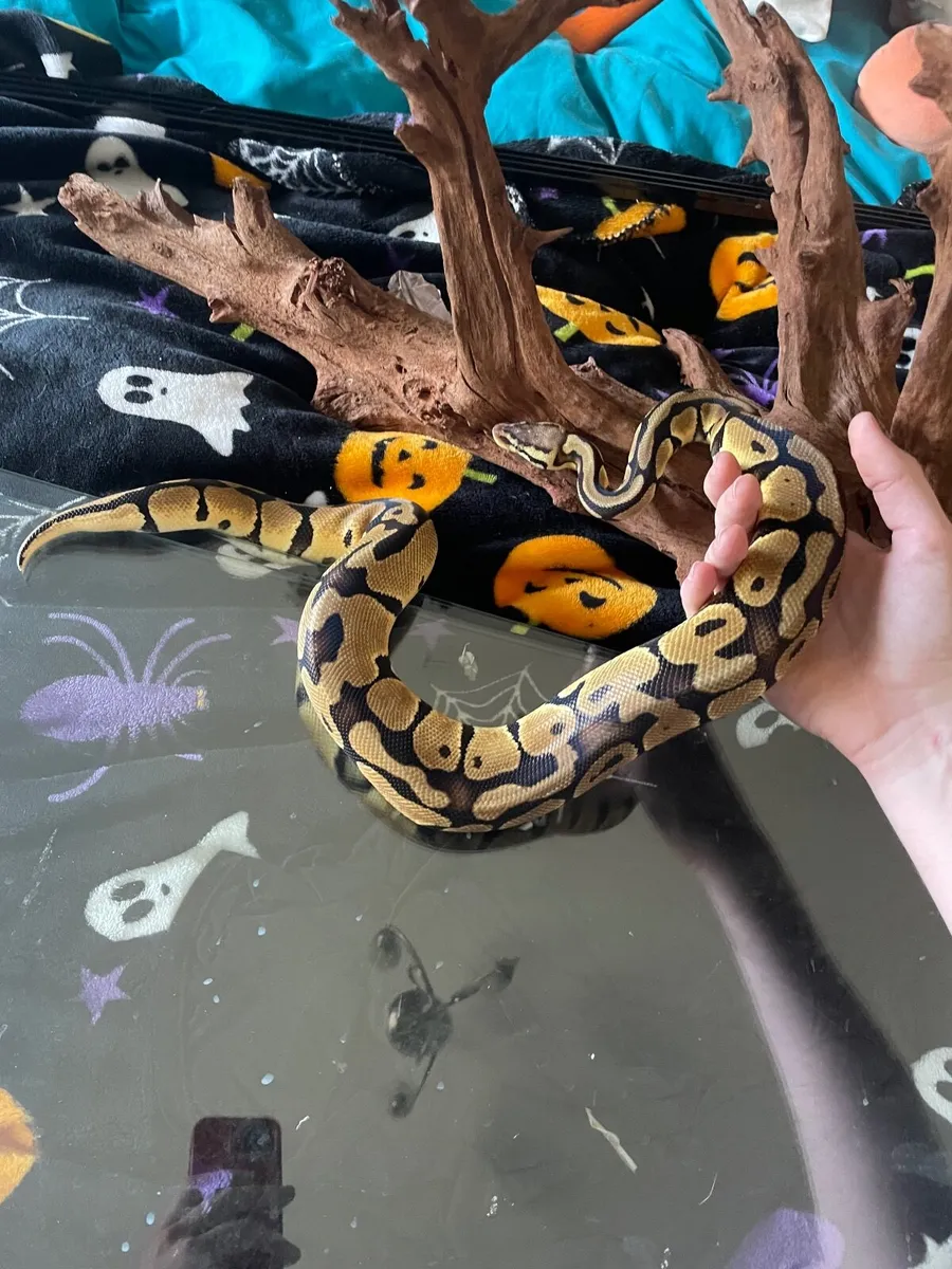 Royal Python - Image 4