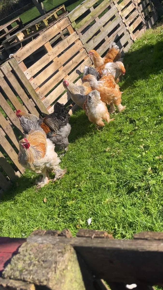 Poultry - Image 1