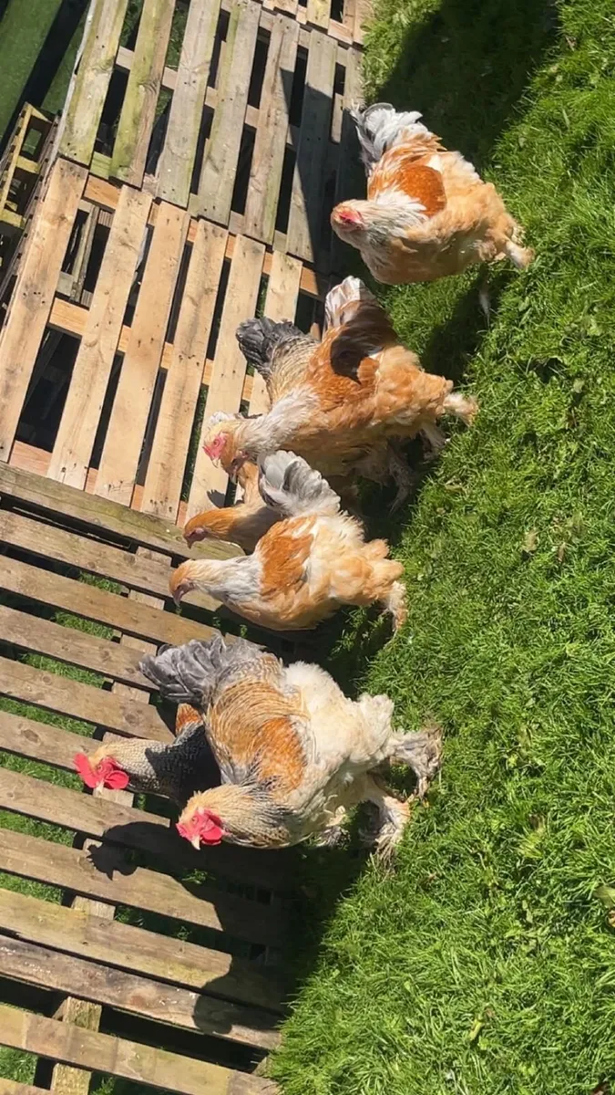Poultry - Image 3