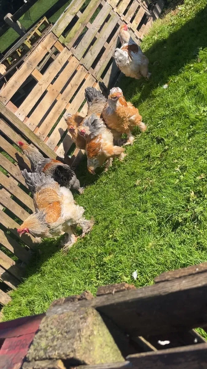 Poultry - Image 4