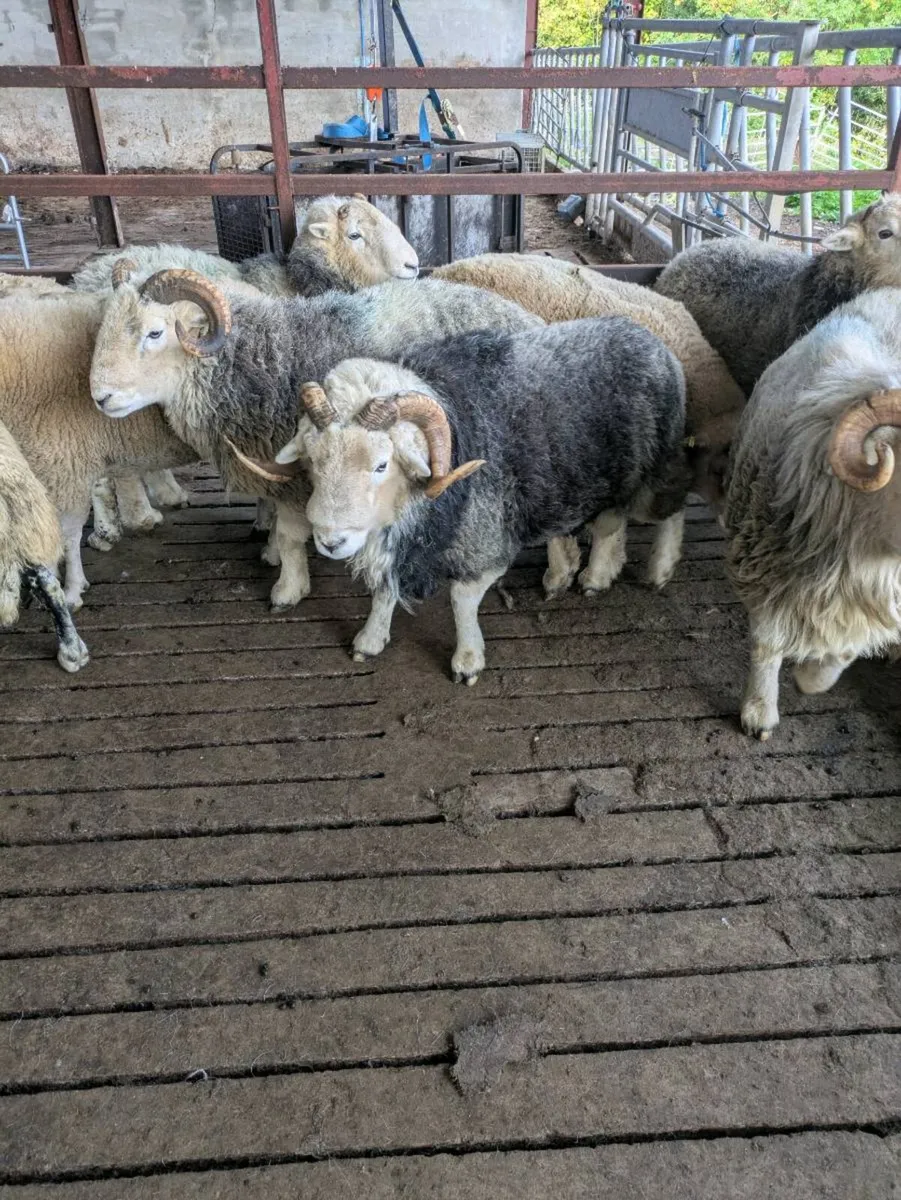 Herdwick rams - Image 1