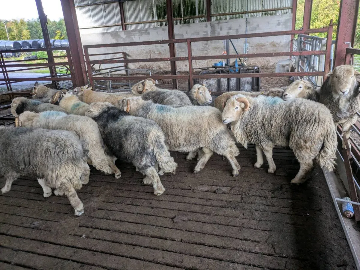 Herdwick rams - Image 2