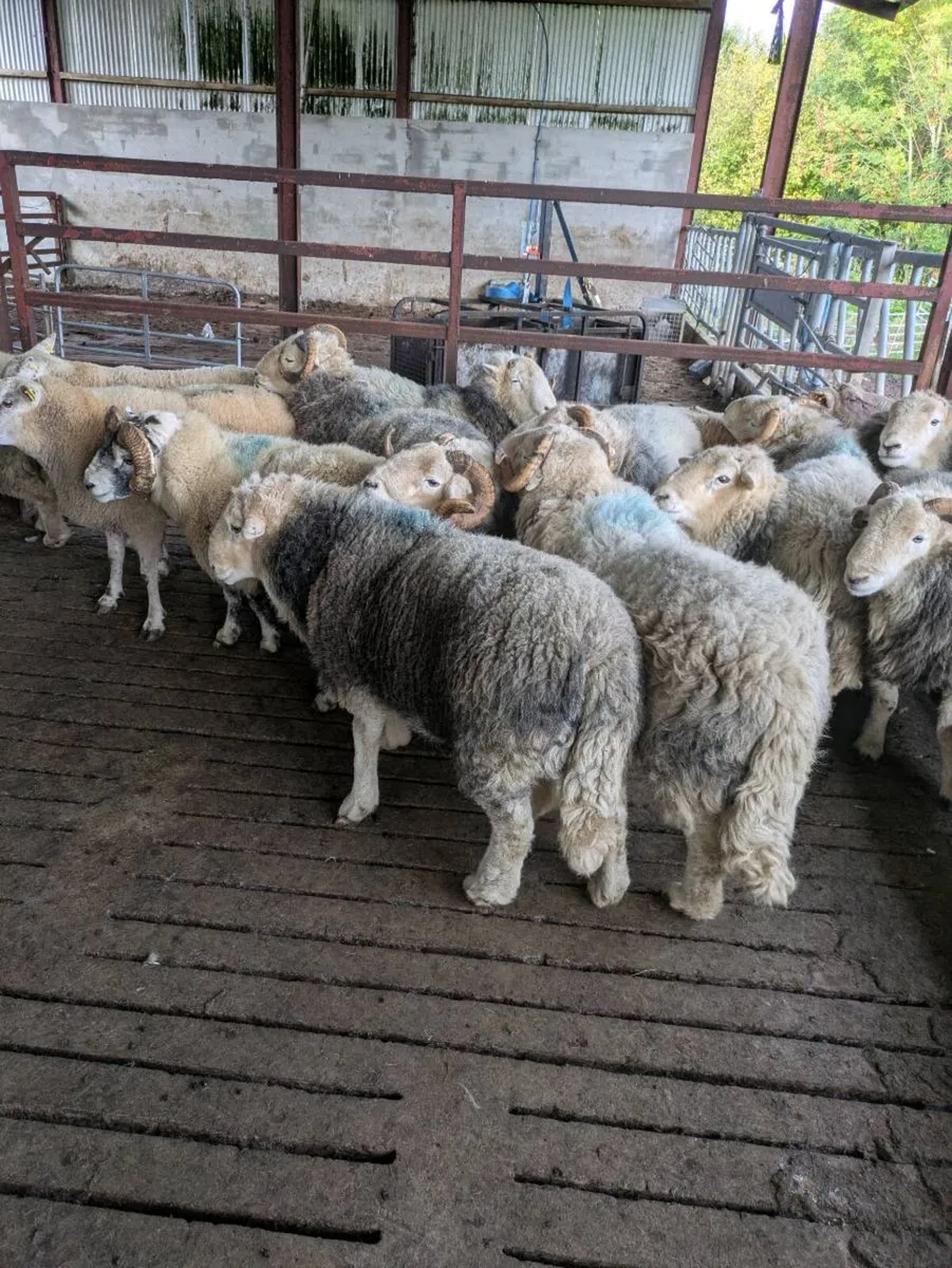 Herdwick rams - Image 3