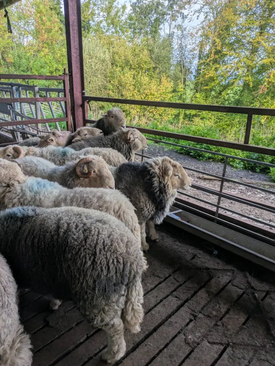Herdwick rams - Image 4