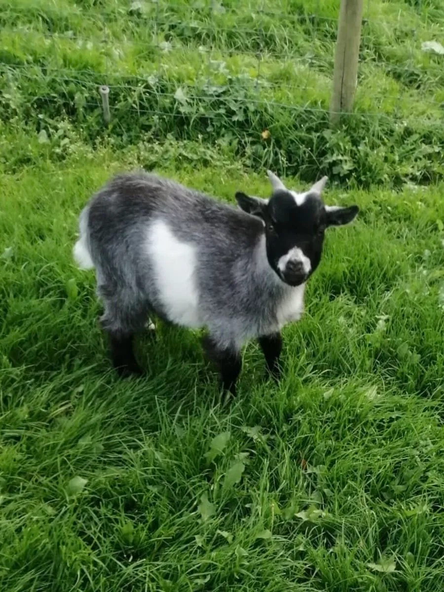 Pygmy goat - Image 1