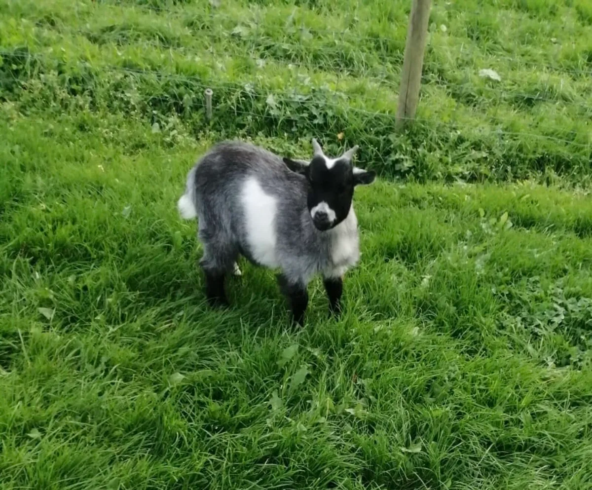 Pygmy goat - Image 2