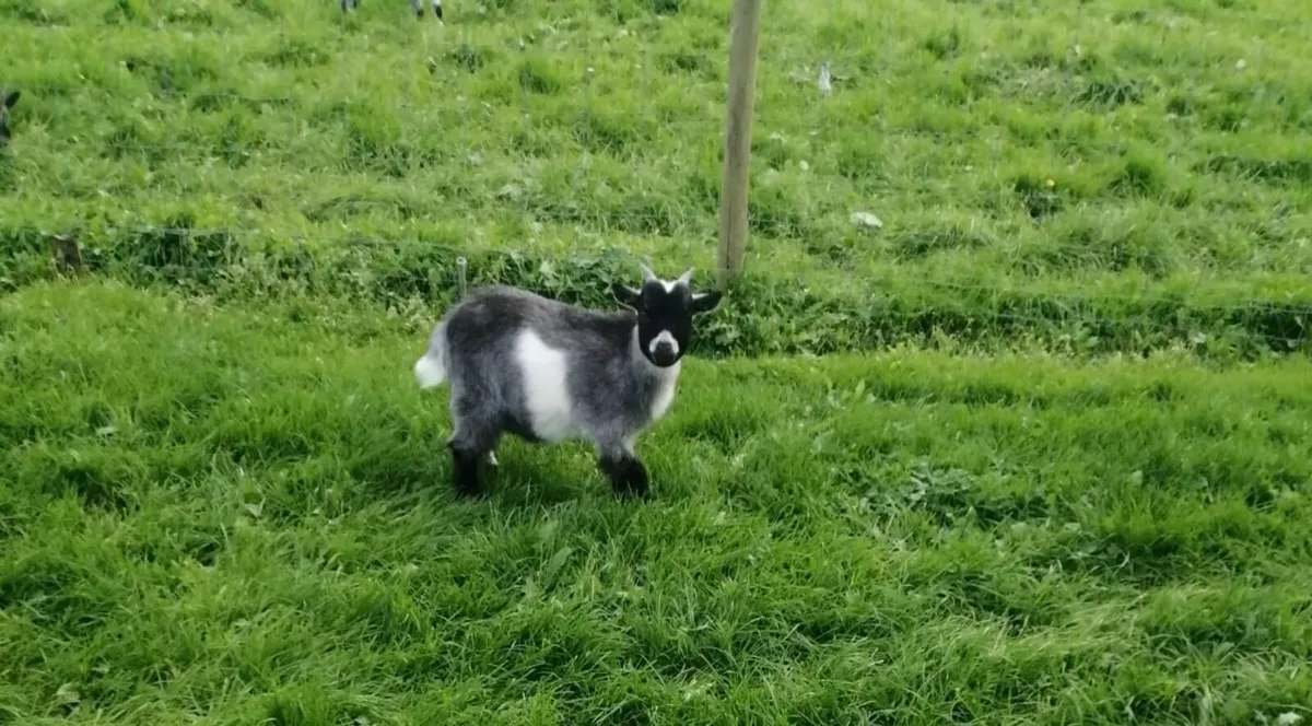 Pygmy goat - Image 3