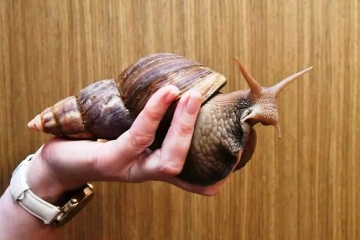 Giant African Land Snail Kit - Image 2