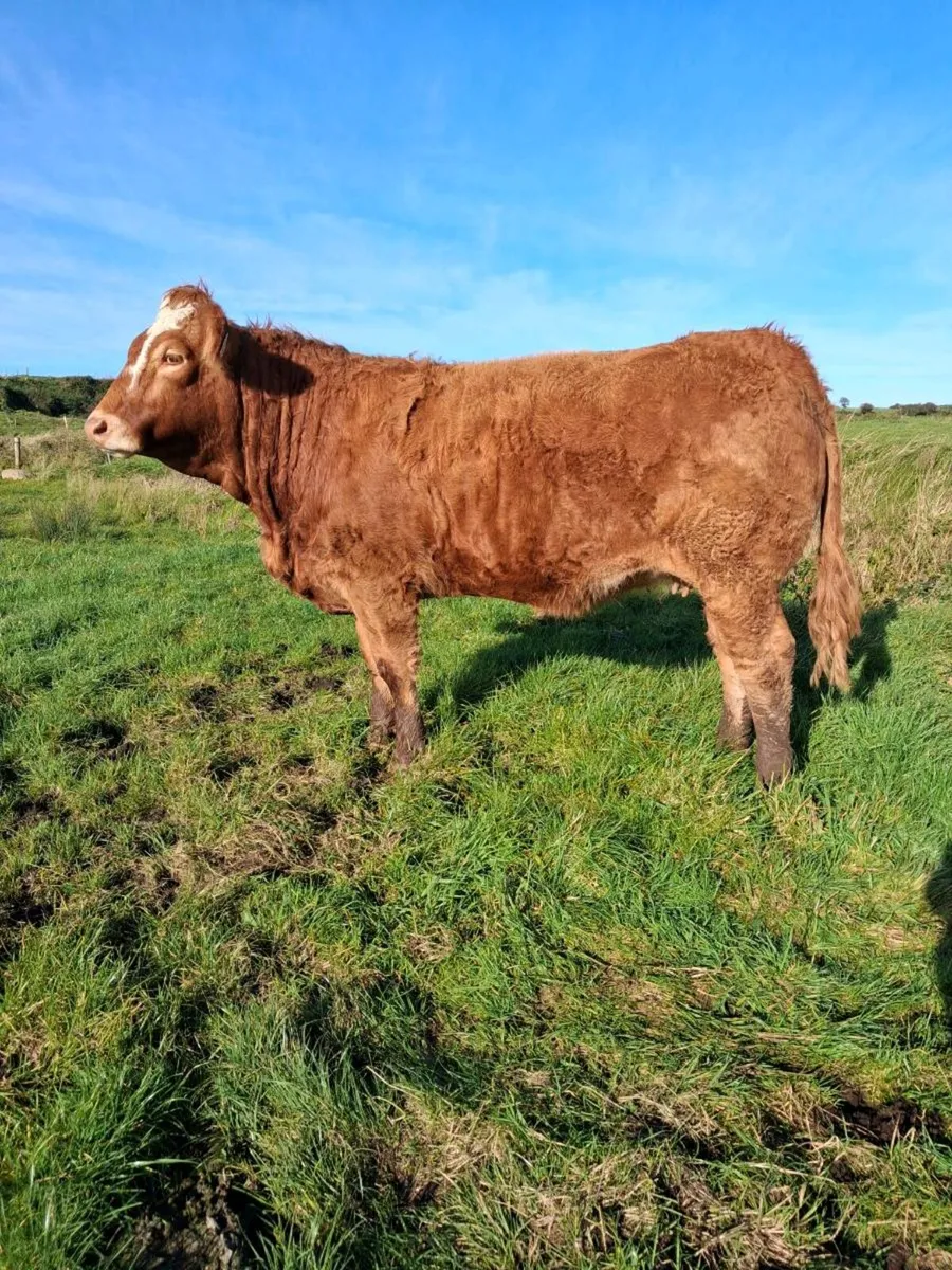 First calver - Image 1