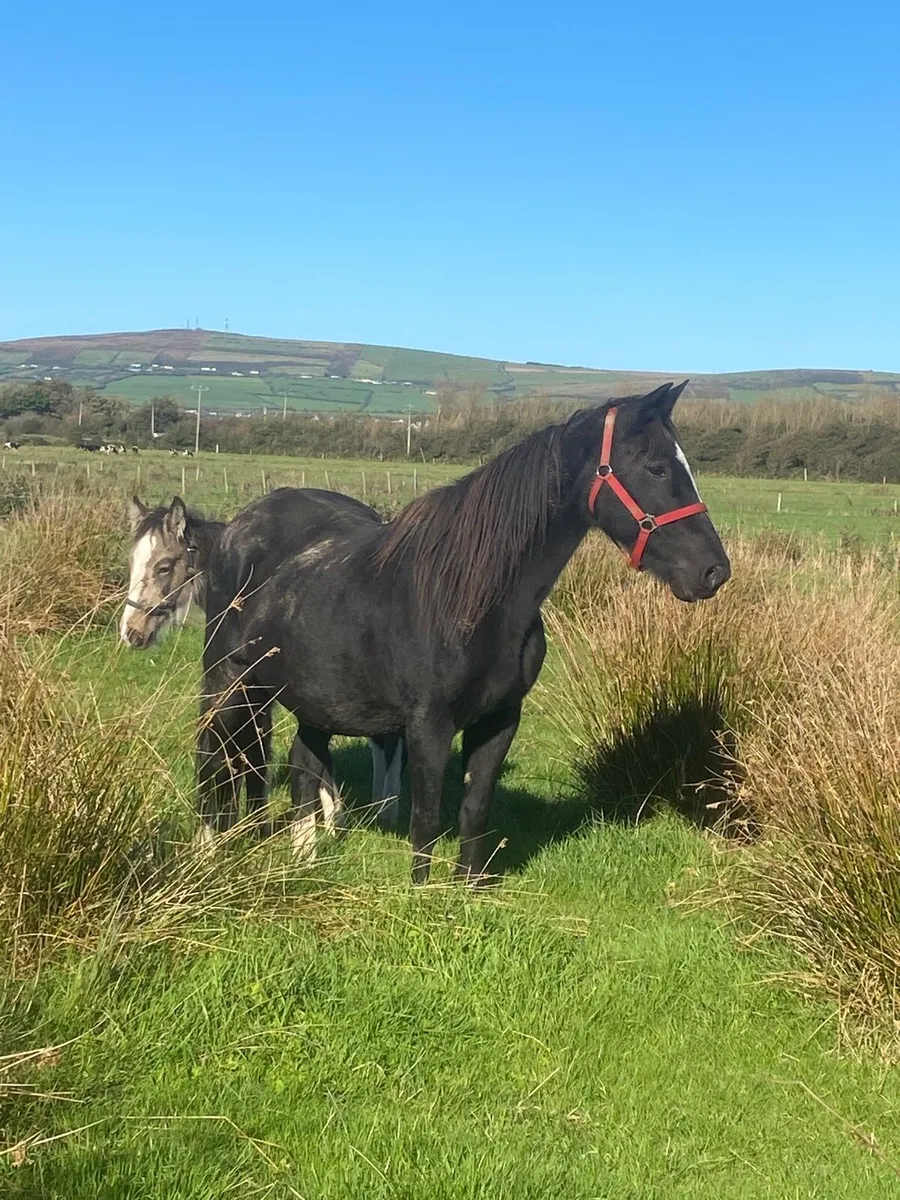 Aged Mare and dun foal for sale - Image 1