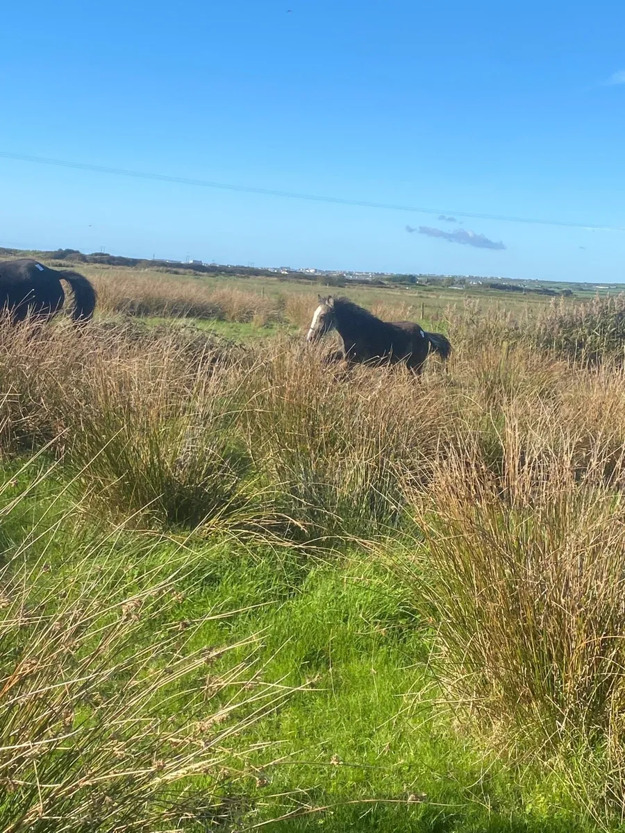 Aged Mare and dun foal for sale - Image 4