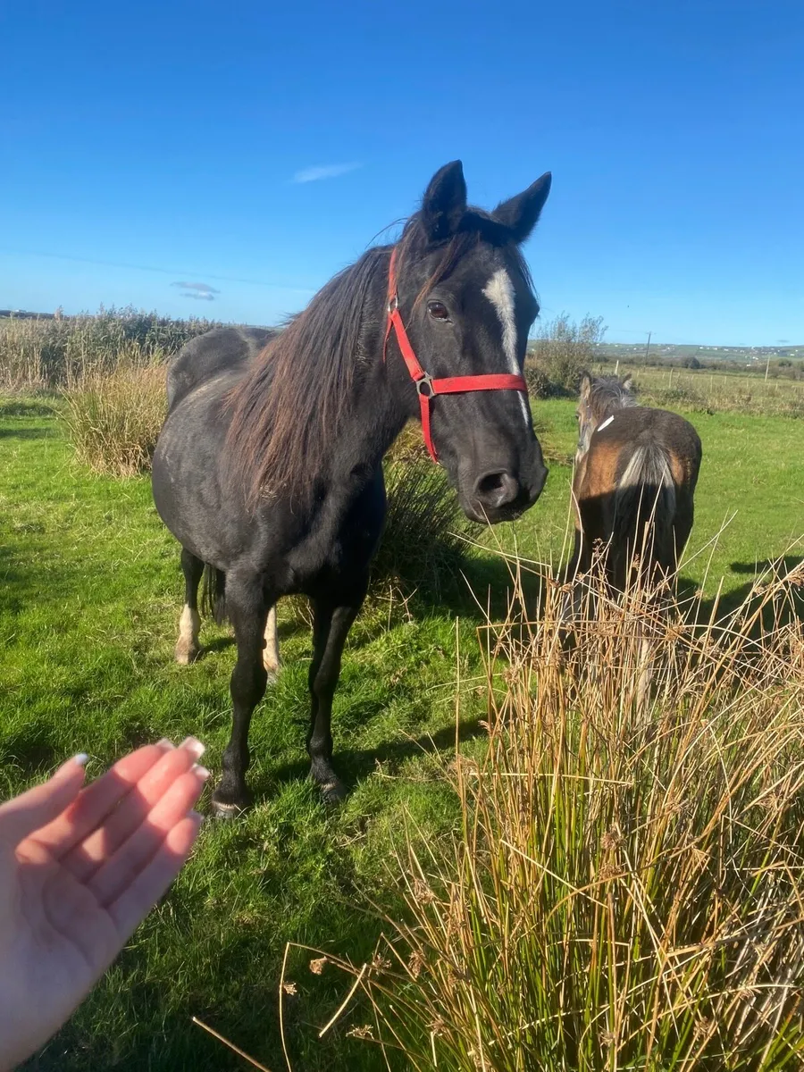 Aged Mare and dun foal for sale - Image 2