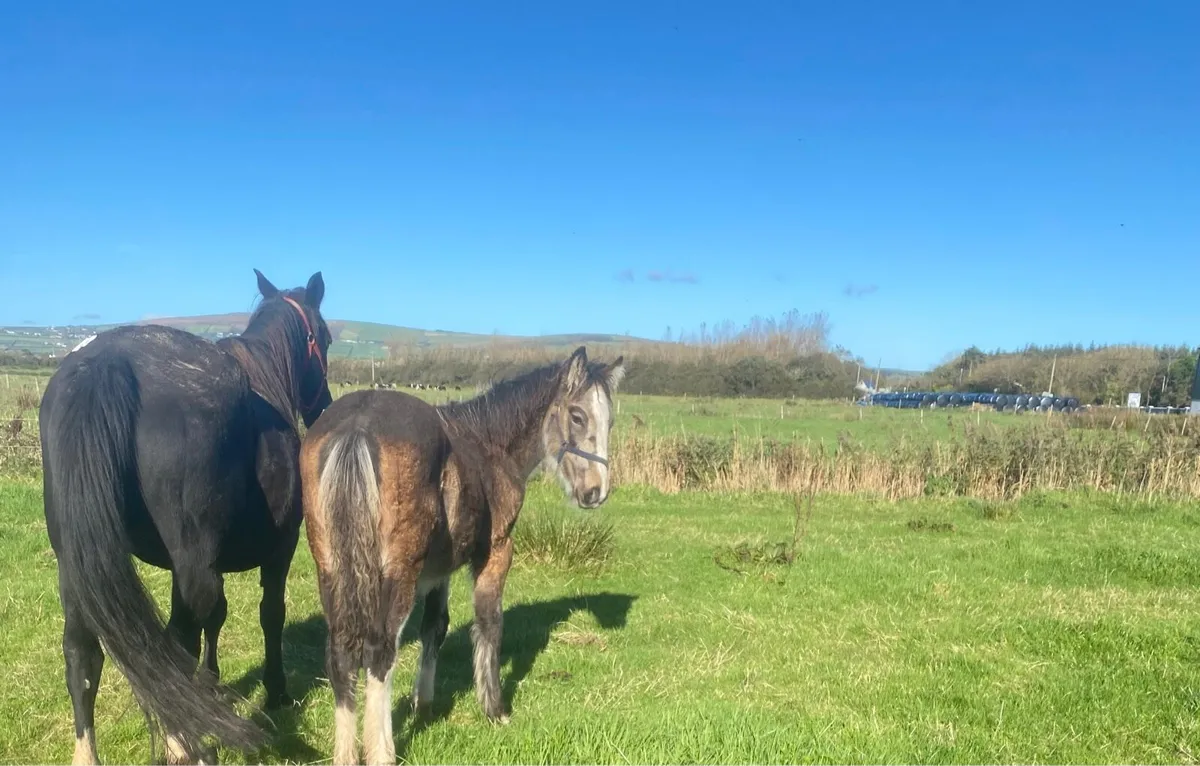 Aged Mare and dun foal for sale - Image 3