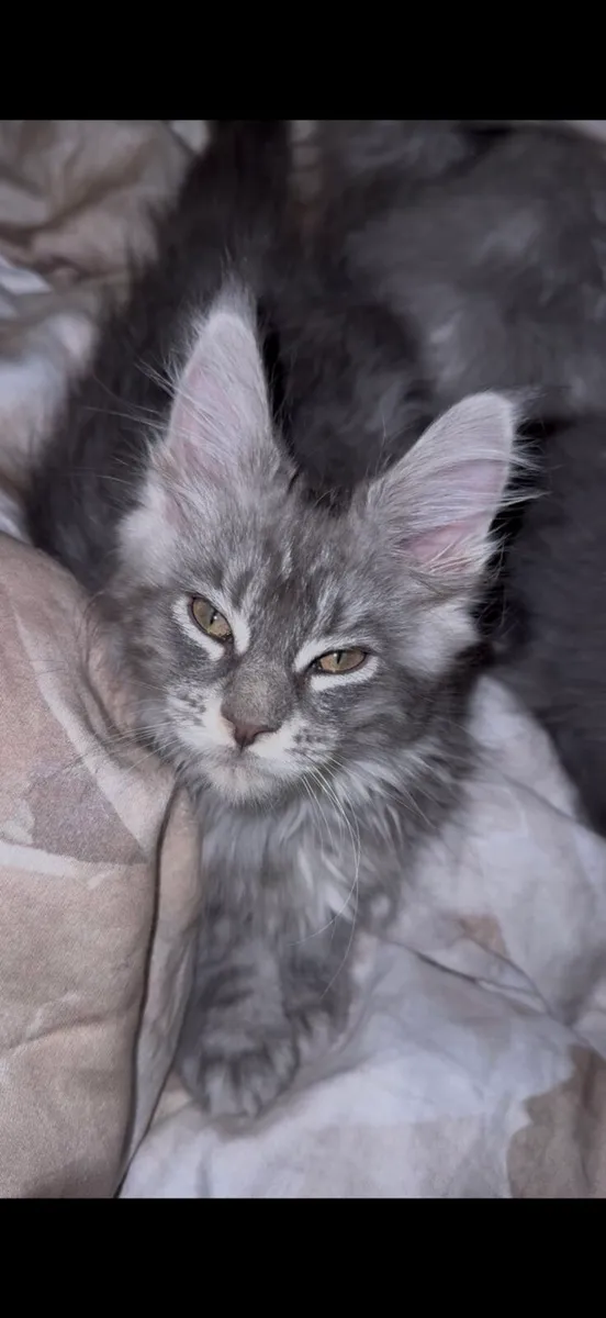 Maine Coon kitten - Image 2