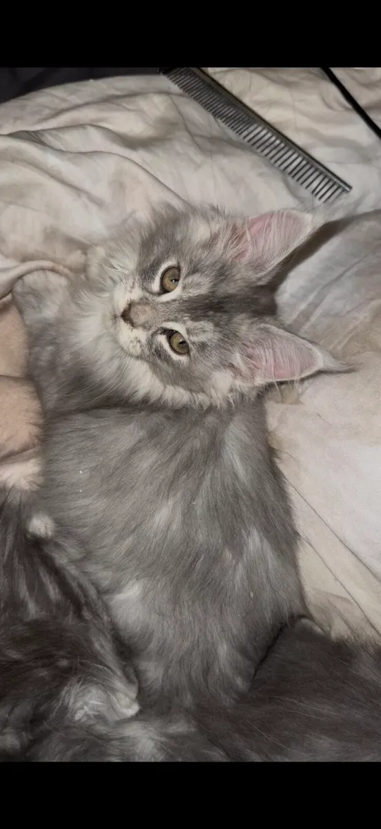 Maine Coon kitten - Image 3