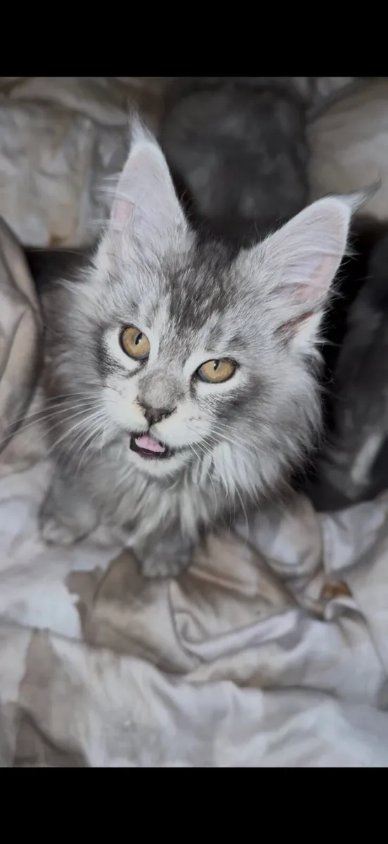 Maine Coon kitten - Image 1