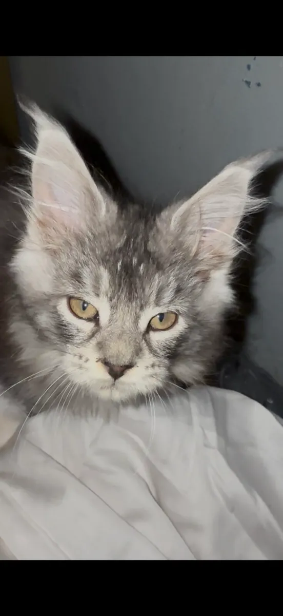 Maine Coon kitten - Image 4