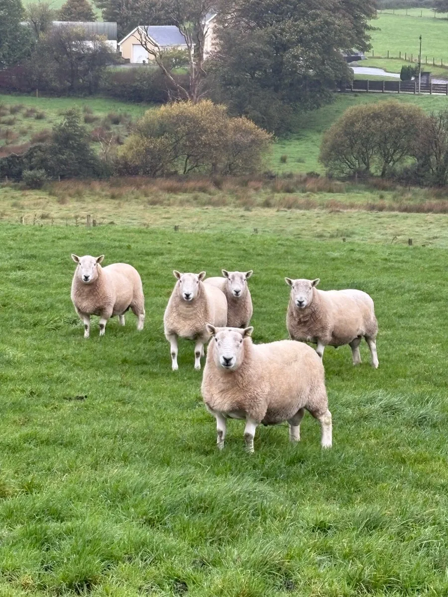 Hill Cheviot rams - Image 2