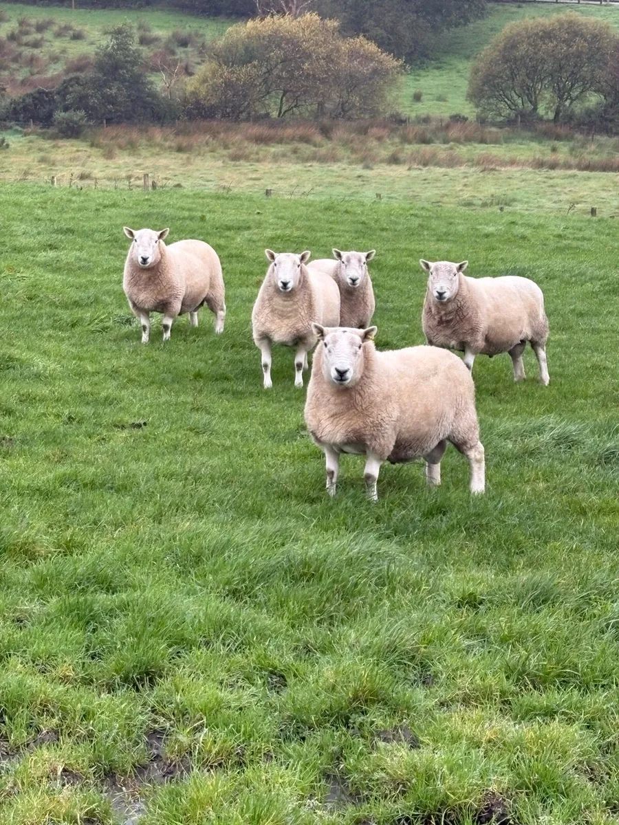 Hill Cheviot rams - Image 3