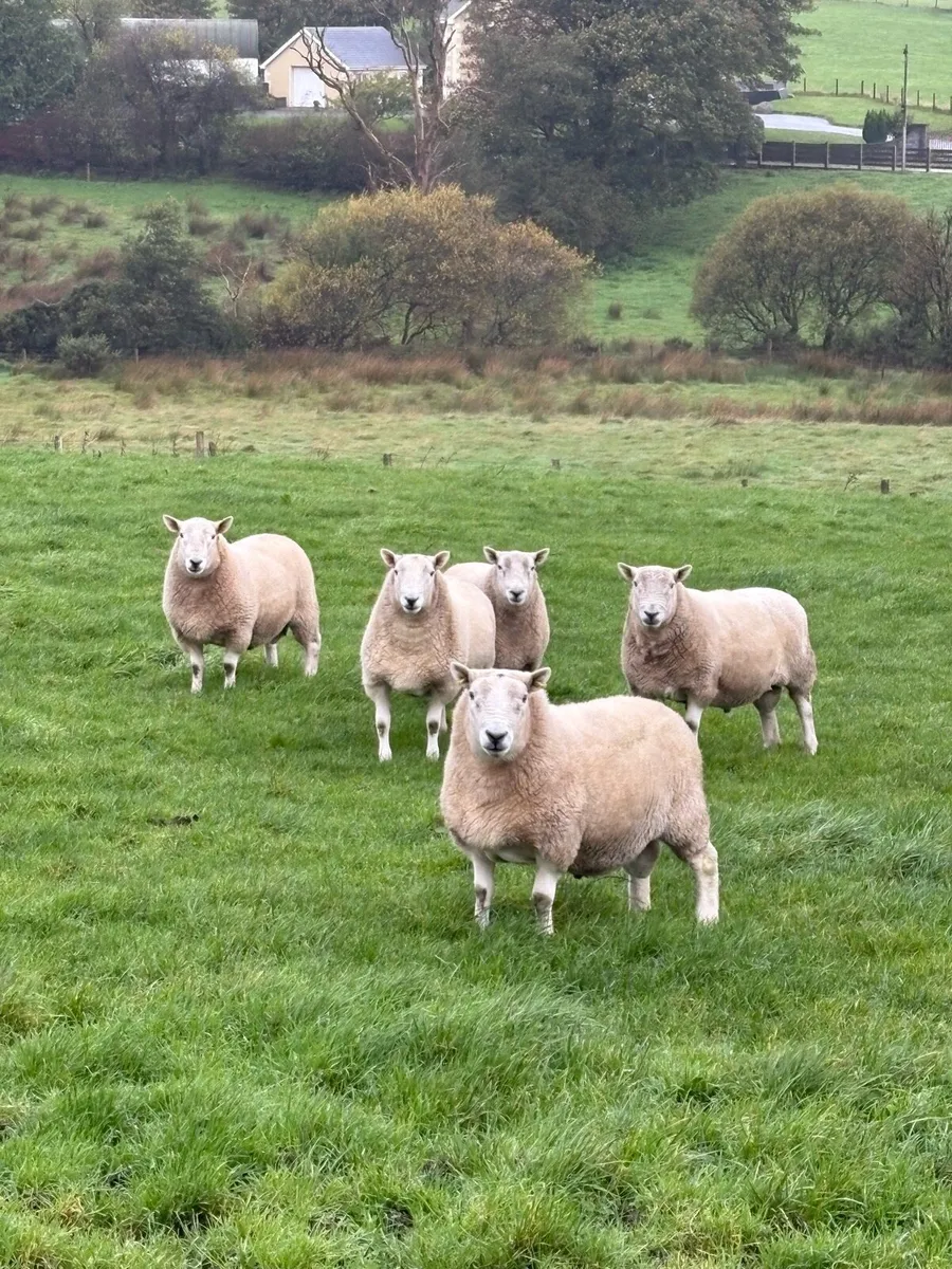 Hill Cheviot rams - Image 1