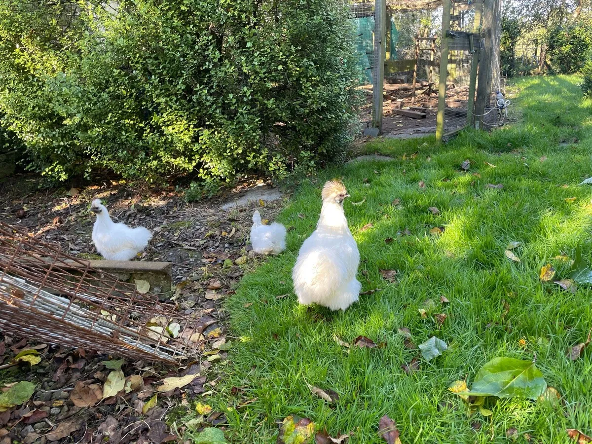 Silkie hen with chicks - Image 2