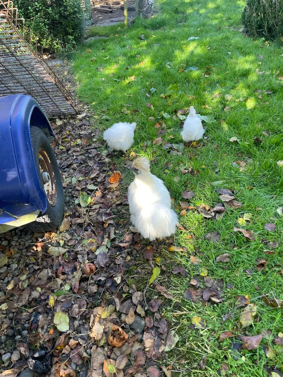 Silkie hen with chicks - Image 3